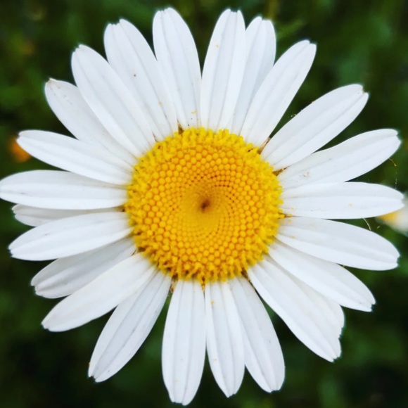 chsngwilddaisys